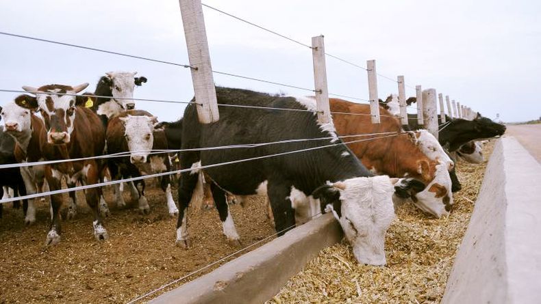 En lo que respecta a nutrición animal, es una industria que importa poco en cantidad monetaria US$ 250 millonesal año.