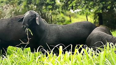 Producción ovina: Santa Inés mostró su potencial carnicero y reproductivo.