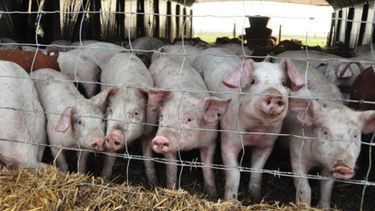 Vietnam contabiliza ya 972 focos activos de peste porcina africana.