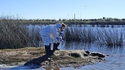 Las muestras recolectadas resultaron hasta ahora negativas para influenza aviar. Las muestras recolectadas resultaron hasta ahora negativas para influenza aviar.