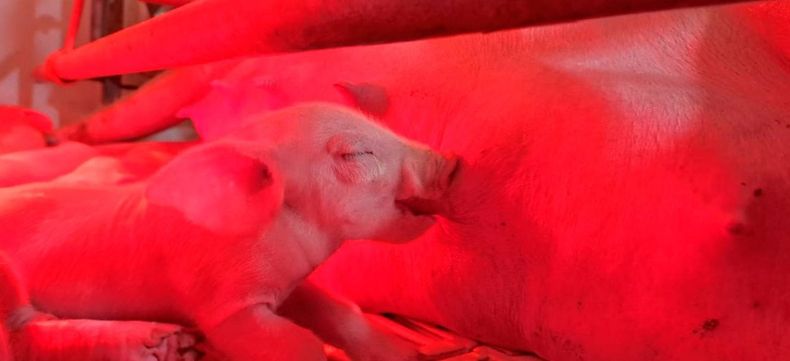 Innovación biotecnológica en la producción porcina.