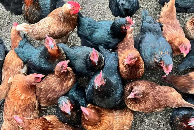 Avicultura. El INTA acompaña a productores en la crianza de pollitos, el bienestar de las gallinas y su alimentación.