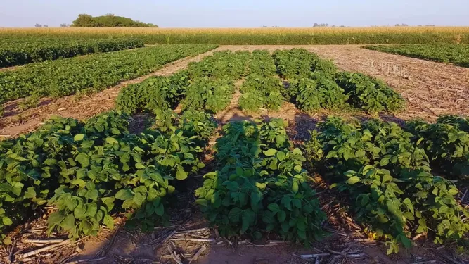 La soja enfrenta un clima desafiante, pero con grandes expectativas.