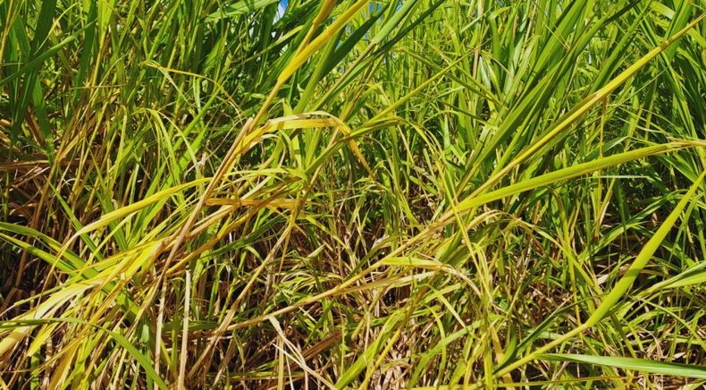 Desde el INTA indicaronque la revegetación con pasturas perennes puede ser una alternativa viable.