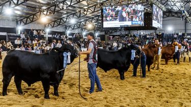 El evento de ganadería reunirá a las principales razas bovinas adaptadas al norte argentino.