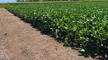 La soja, pilar de la producción agrícola argentina, muestra avances genéticos que impulsan la rentabilidad y sostenibilidad del sector.