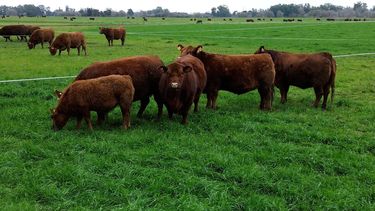 La eficiencia en la cría bovina se construye desde etapas tempranas, impactando directamente la conversión de alimento.