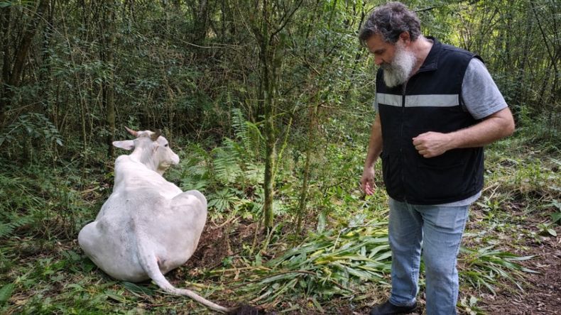 Rabia. Senasa implementa un protocolo de intervención sanitaria en las zonas afectadas.