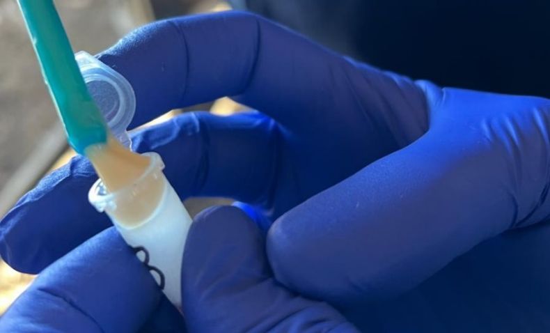 El Servicio de Diagnóstico Veterinario Especializado del INTA Balcarce resumió los casos más relevantes del último trimestre.