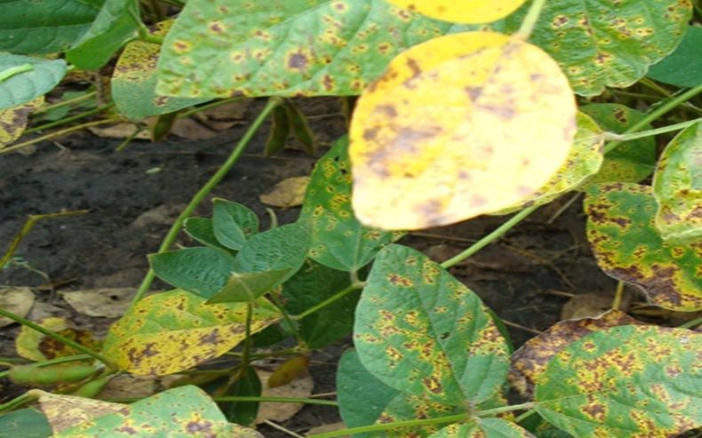 Síntoma de mancha marrón en soja.