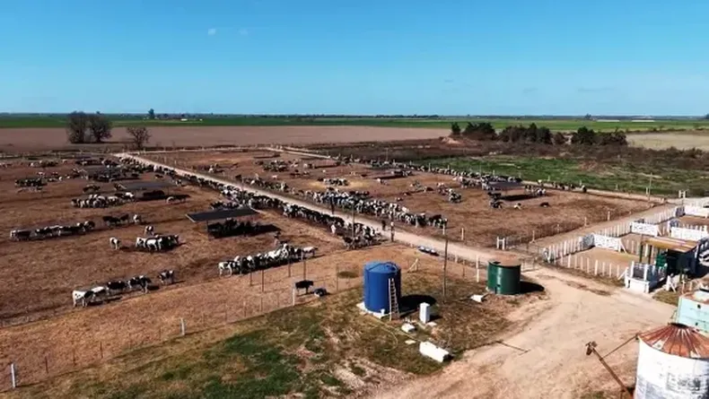 UNGOCA impulsa producción de carne y diversificación con nuevo feedlot.