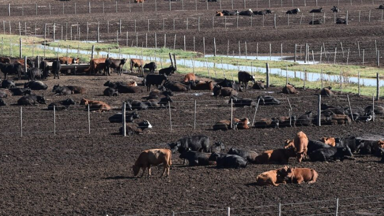 Tratamiento experimental de efluentes en un feedlot bonaerense.