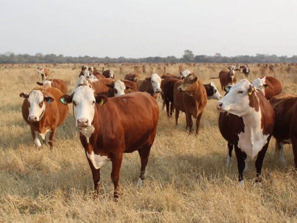 La Mesa de Carnes busca impulsar la producción ganadera con miras al 2032.