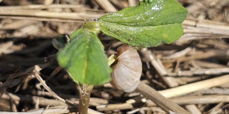 La adaptación y reproducción de los caracoles los posiciona como una amenaza para cultivos, desde la siembra hasta la cosecha.