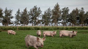 El consumo de carne porcina per cápita anual se encuentra arriba de los 16 kilogramos con una tendencia en alza.