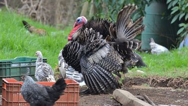 Este primer caso del año de influenza aviar se detectó en gallinas, pavos y patos de la localidad de Tres Isletas, en el departamento Maipú, Chaco.