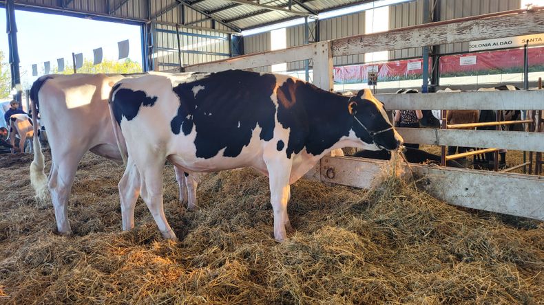 La charla sobre mastitis y moscas en vacas lecheras está orientada a productores y profesionales.