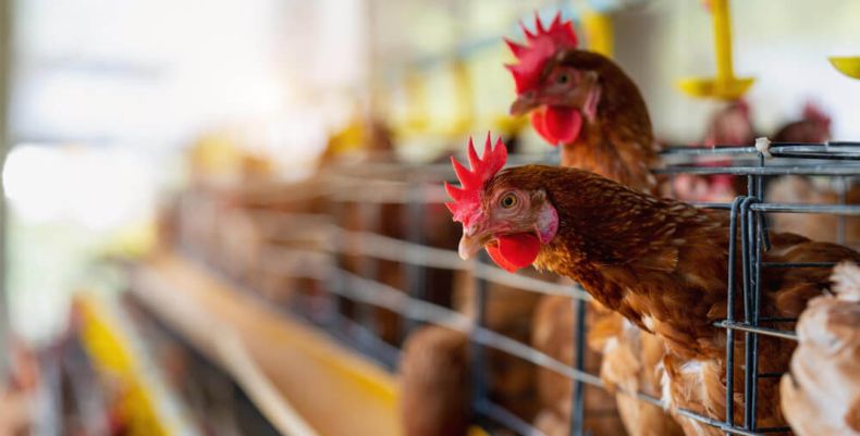 La resistencia a los antimicrobianos (RAM) representa un desafío importante para la avicultura.