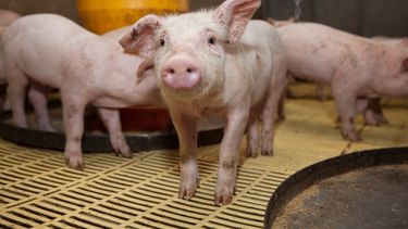Desafío sanitario en porcinos.