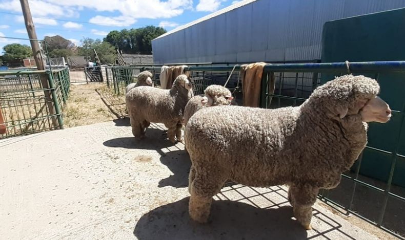 La disposición alcanza a ovinos de pedigrí que participen en exposiciones o remates.