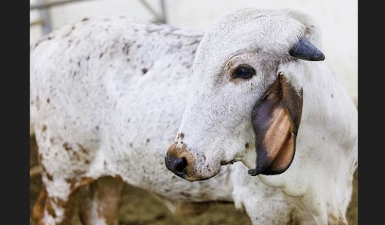 Diarrea viral bovina: se usaron embriones clonados de bovinos Gir, una raza cebú destacada en India.