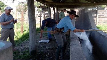 El manejo integrado de la garrapata bovina es un término ligado al concepto de Una Salud, que explica la interdependencia entre la salud humana, la sanidad animal y el ambiente.