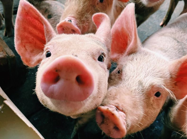 La disponibilidad de espacio determina es una de las consideraciones más importantes y el segundo costo más grande asociado con la producción de porcinos.