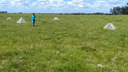 Ganadería en alerta por el impacto de la festucosis. Ganadería en alerta por el impacto de la festucosis.