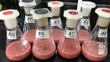 Desde el INTA Castelar evaluaron el potencial antioxidante del pulmón de bovinos.