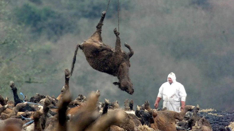 Fiebre aftosa. Sacrificio sanitario total de los animales en los predios afectados en Grecia.