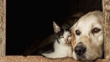 El Colegio de Veterinarios de Buenos Aires está discutiendo estas irregulariades en la Corte Provincial.