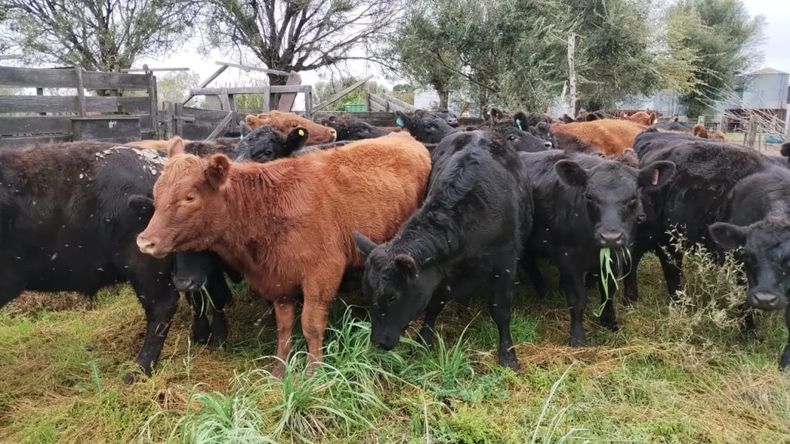El estado de los bovinos es atribuible a condiciones climáticas más favorables en 2023 y a la disponibilidad de recursos alimenticios para el ganado.