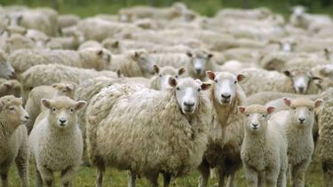 Una veintena de ganaderos padecieron la matanza de cientos de ovinos.