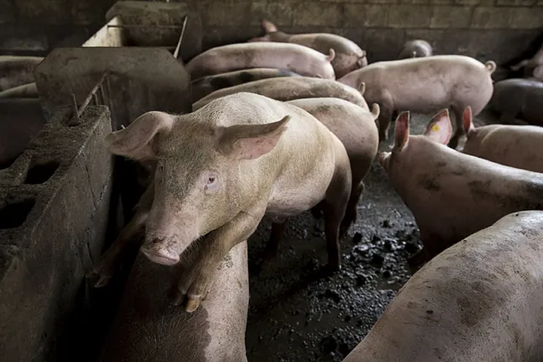 Porcinos. La línea de trabajo se suma a otros con edición genética.
