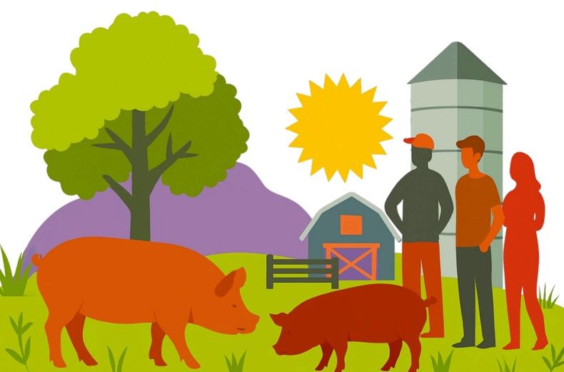 Producción porcina. La guía es un aporte a la eficiencia, sostenibilidad y bienestar animal.&nbsp;