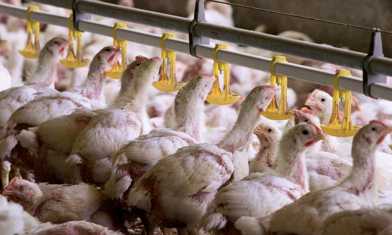 La avicultura argentina esquiva los efectos de la influenza aviar.