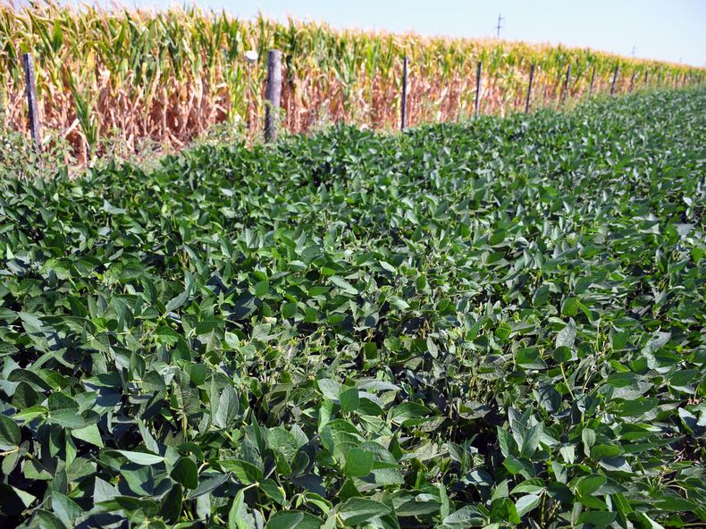 La optimización de la producción agrícola es clave para mejorar los rendimientos y la rentabilidad en cultivos como maíz y soja.
