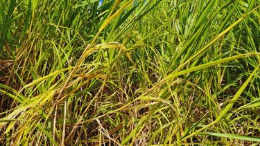 Desde el INTA indicaronque la revegetación con pasturas perennes puede ser una alternativa viable.