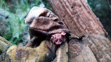 El vampiro común, además de ser el agente transmisor de la rabia paresiante, genera alerta por el aumento de la morbilidad en la ganadería.