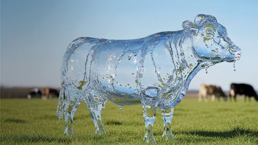 El agua, elemento tan vital como el alimento en la ganadería.