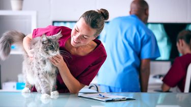 La educación veterinaria es fundamental para promover la vacunación felina y asegurar el bienestar de los gatos.