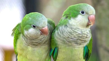 Las autoridades sanitarias evalúan también el estado de las cotorras, para conocer si portan la bacteria de la psitacosis.