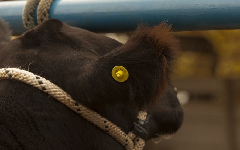 caravanas obligatorias.jpeg