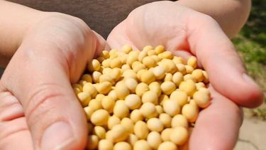 La soja será La misma será con fines exclusivamente agroindustriales y no está autorizada para ser sembrada.