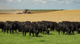La integración agrícola-ganadera optimiza el uso de recursos para una producción más eficiente de carne y granos.