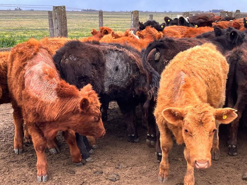 La sarna bovina volvió a ser una enfermedad endémica en el área central de Argentina.