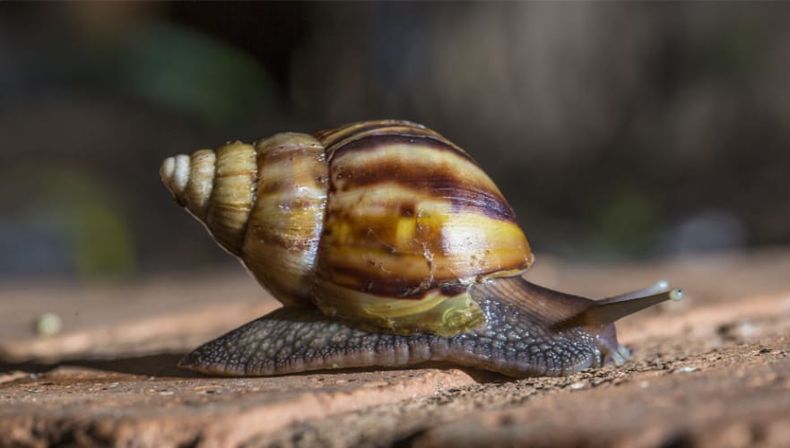 El caracol gigante agrava la amenaza de especies invasoras.