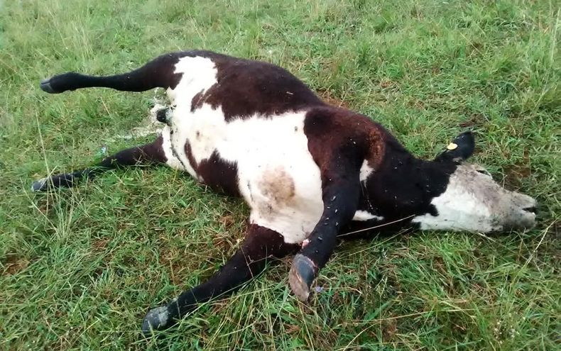 Hablamos con el MV Gabriel Jorge Ise, supervisor de Sanidad Animal del Senasa en la zona noreste de la Pampa.