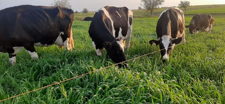 Intoxicaciones en bovinos.