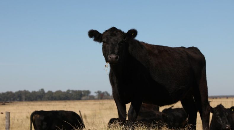 Contemplar estas medidas contribuirá a mejorar el bienestar animal y redundará en beneficios para los diferentes actores de las cadenas pecuarias.